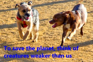 19 To save the planet, think of creatures weaker than us